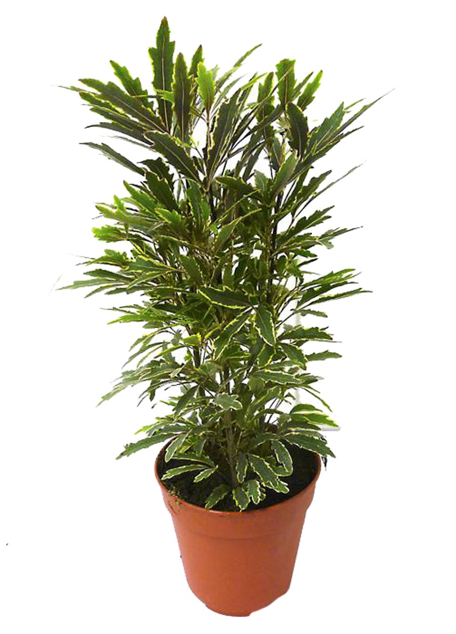 Дизиготека Бианка