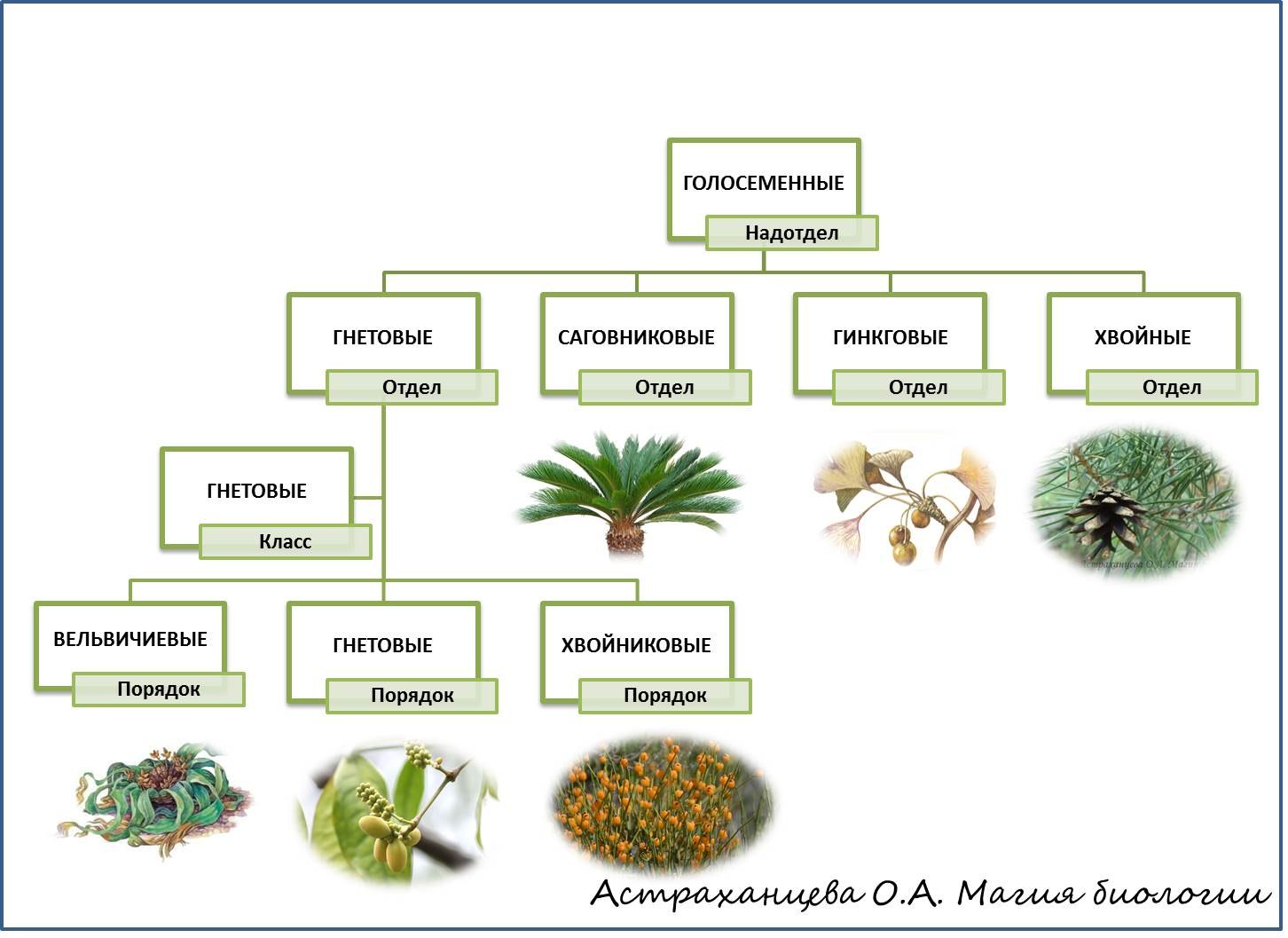 Какие существуют отделы растений. Классы отдела Голосеменные растения. Систематика голосеменных растений. Классификация голосеменных растений. Классификация голосеменных растений таблица.