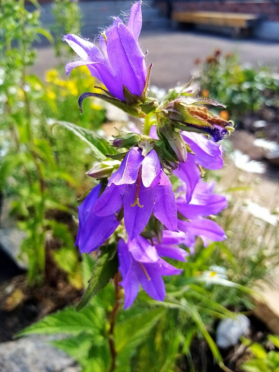 Campanula turczaninovii