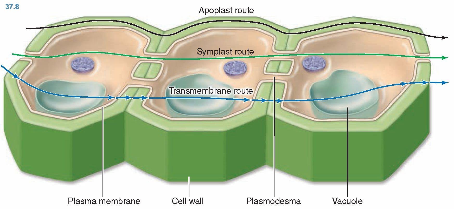 Какая клетка содержит плазмодесмы
