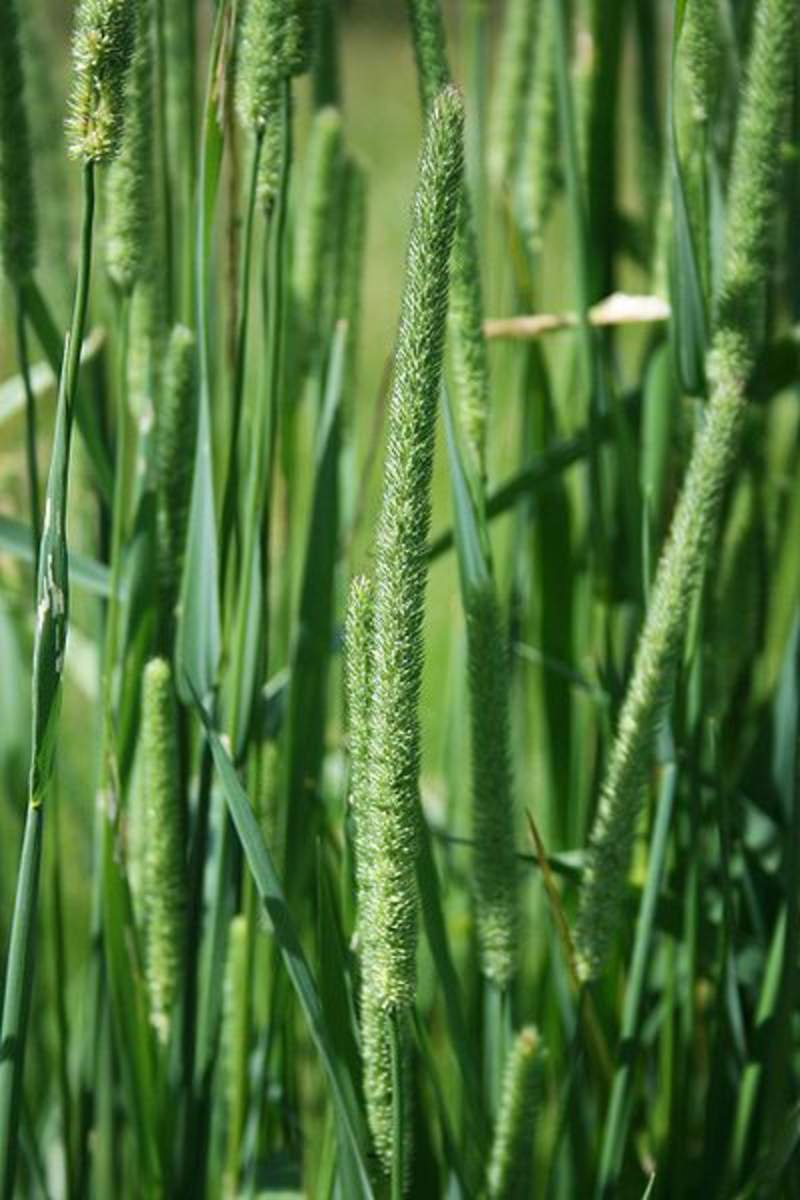 Тимофеевка Степная (Phleum phleoides)