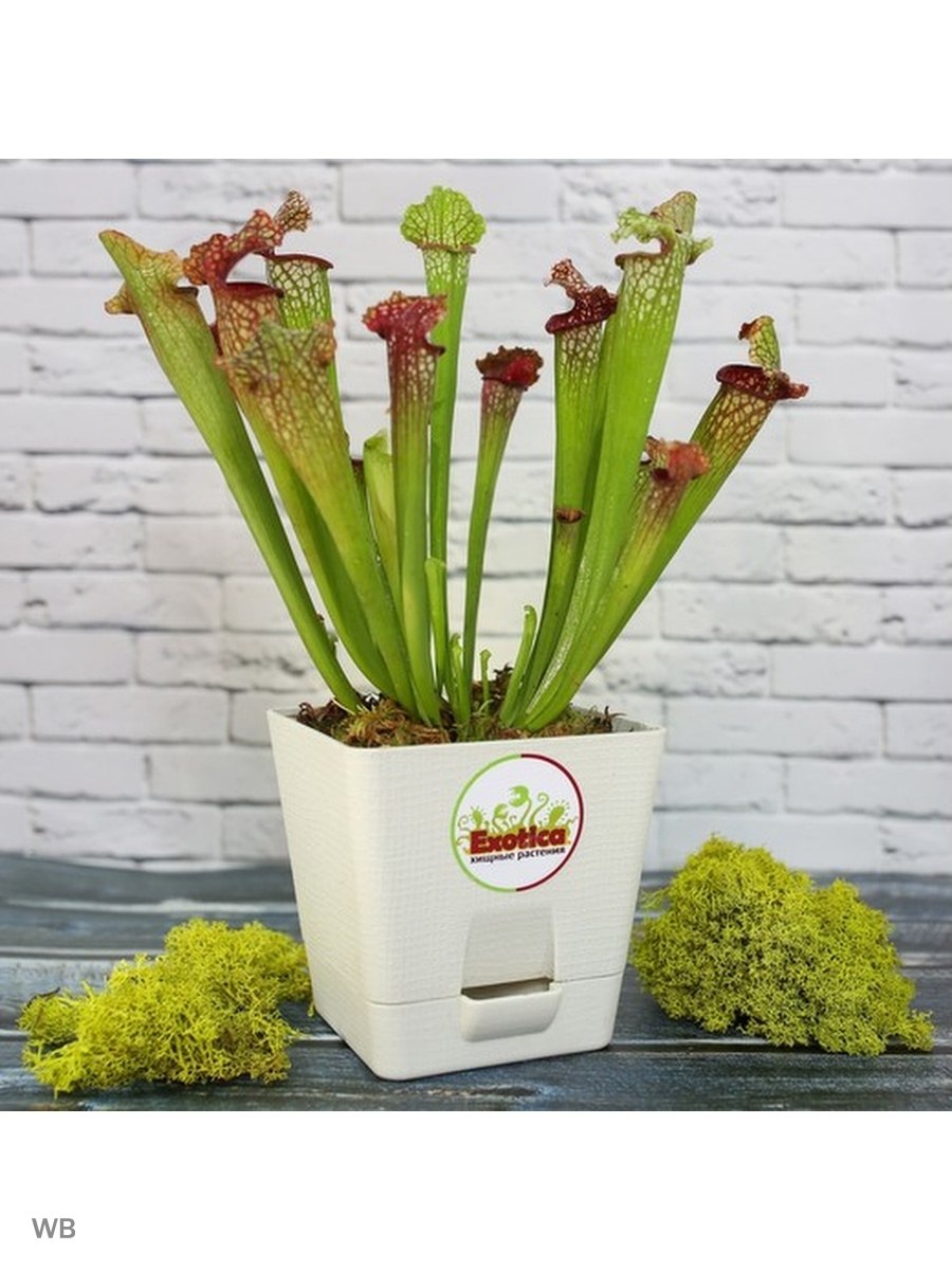 Саррацения с насекомым