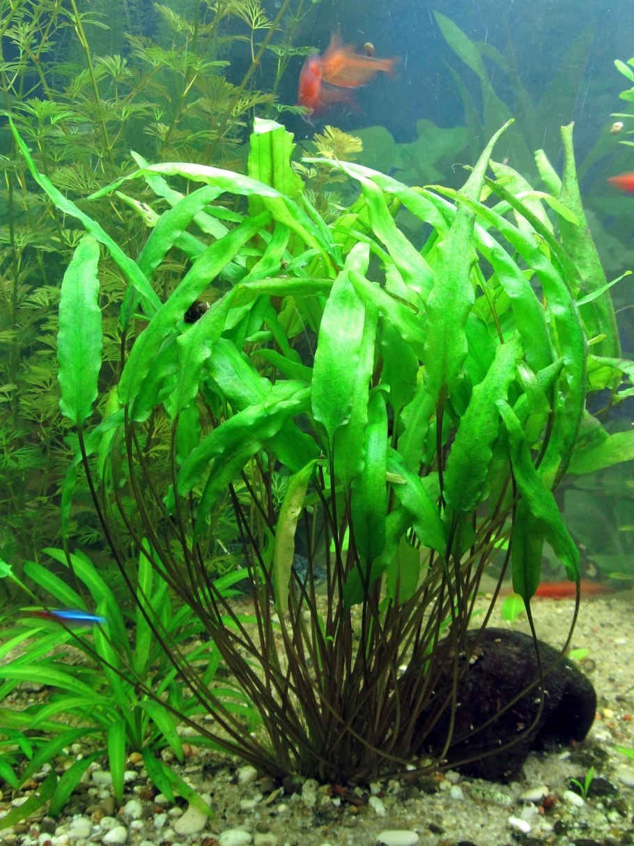 Криптокорина Лютея желтая