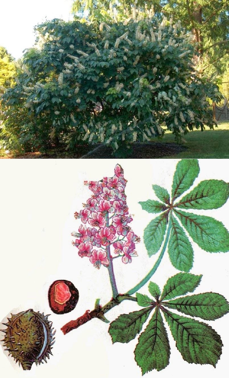 Каштан Сибирский дерево