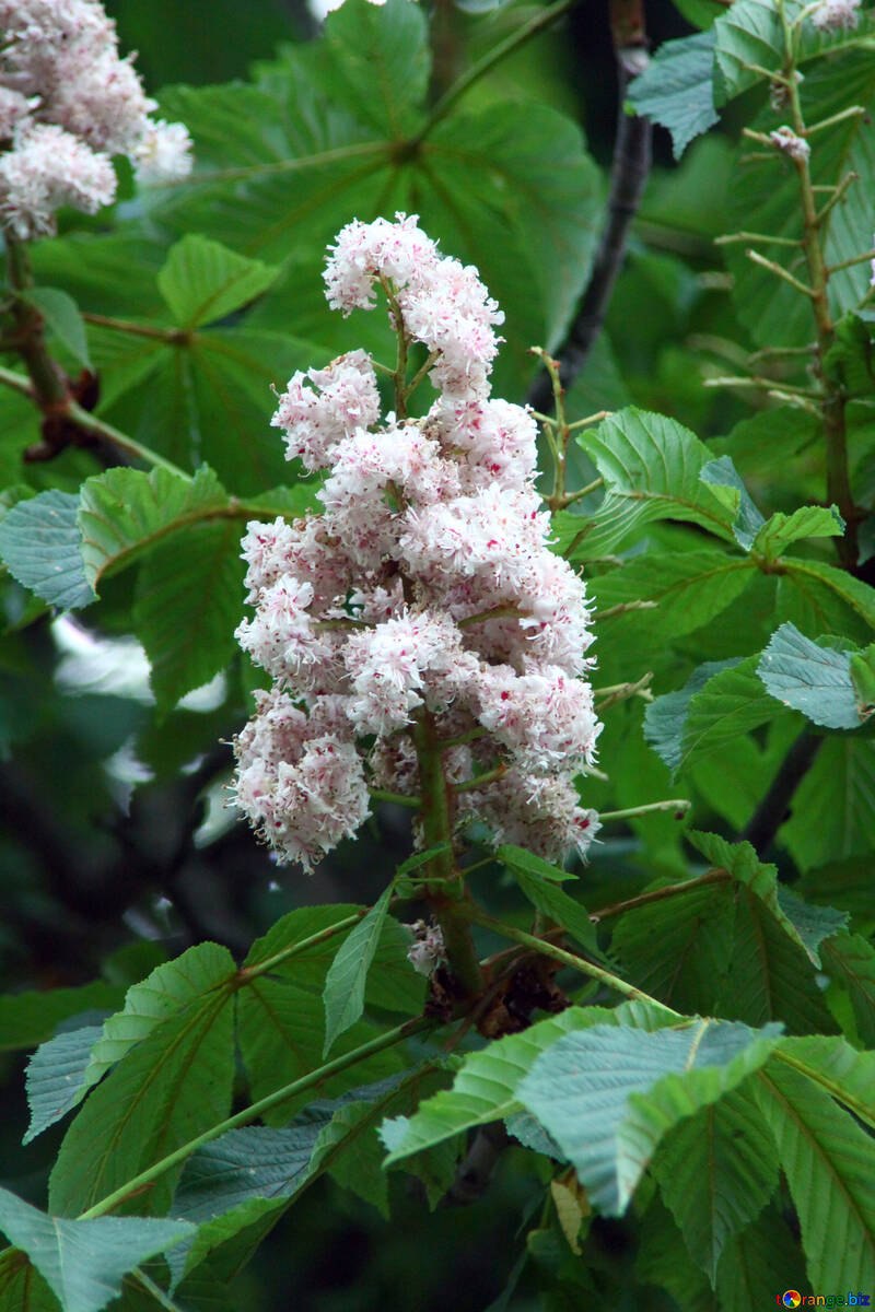 Каштан плод ШИПАСТЫЙ