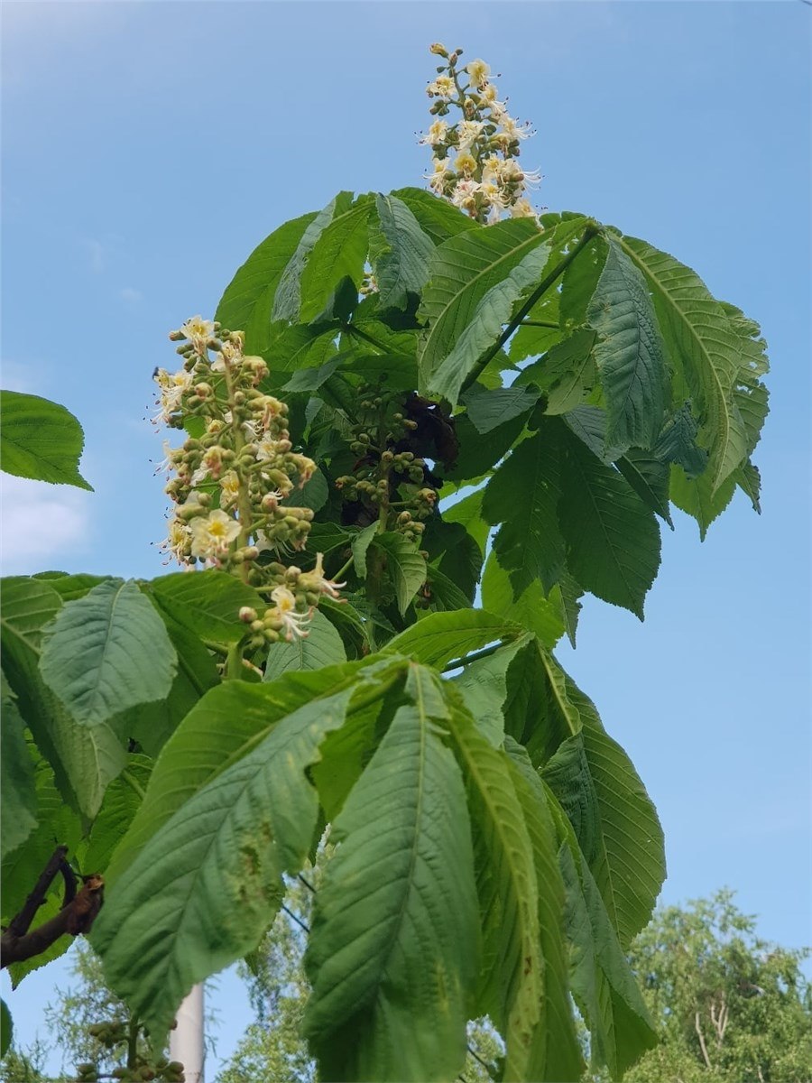 Каштан конский дерево