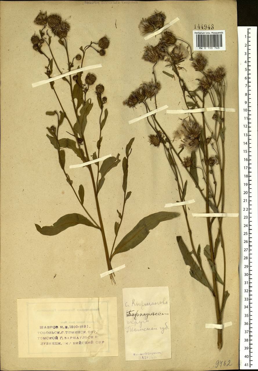 Семянка бодяка полевого