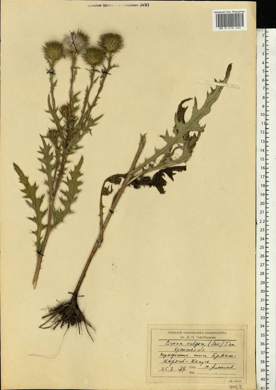 Бодяк разнолистный листья