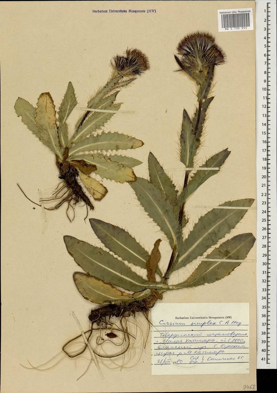Cirsium Canum гербарий