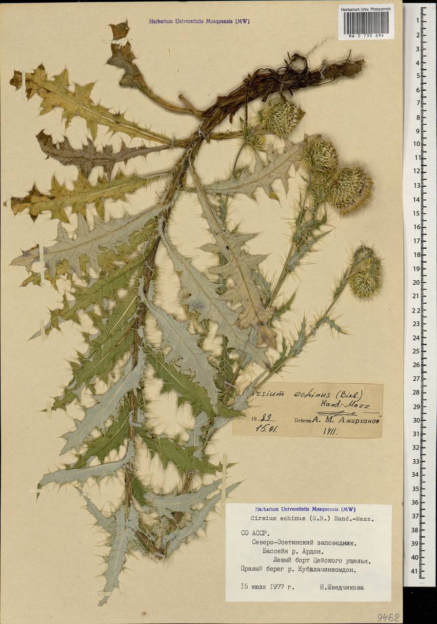 Чернобыльник корневая система