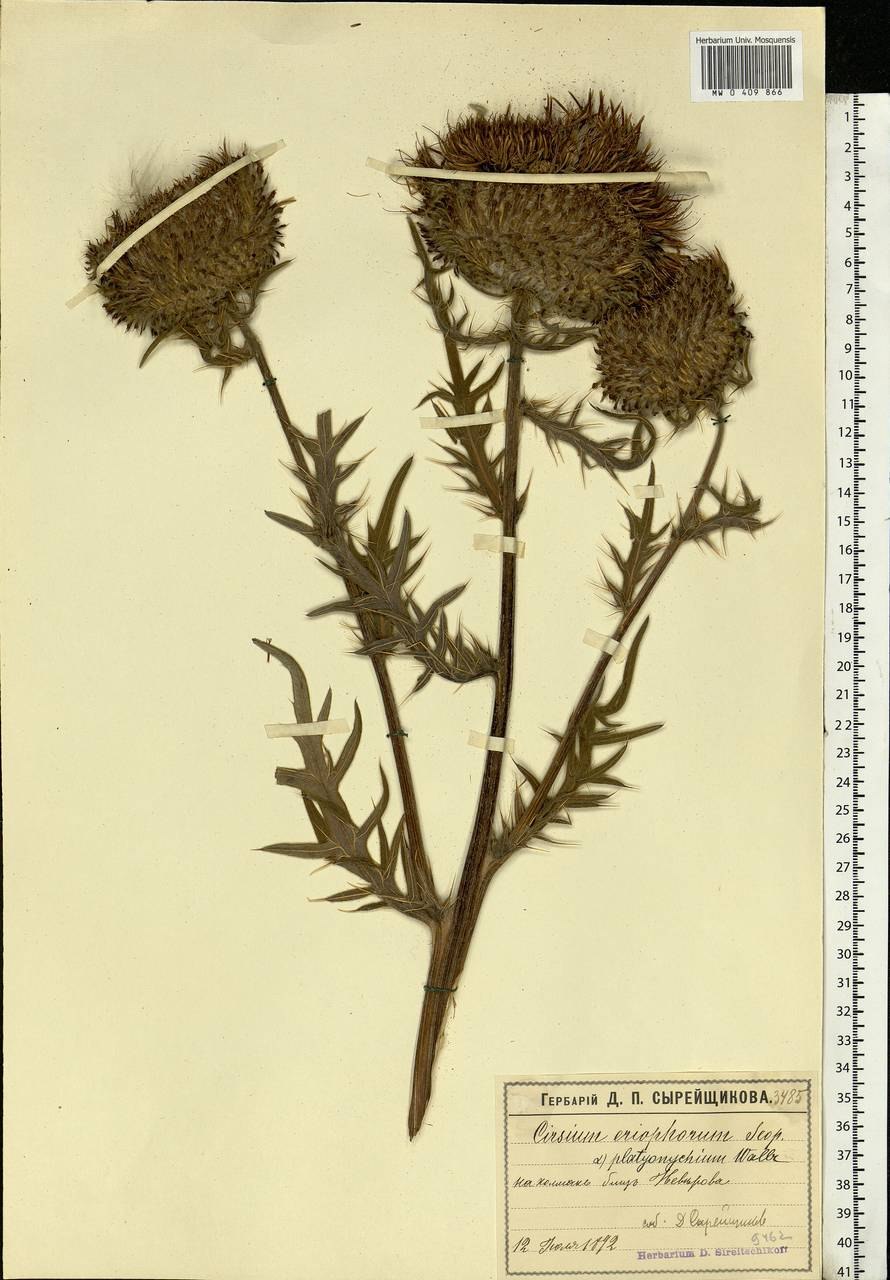 Бодяк щетинистый Ботанический рисунок