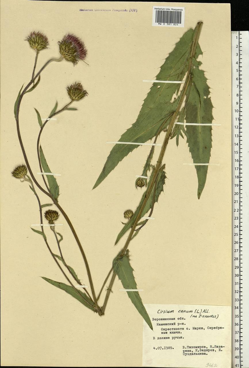 Осот полевой корень