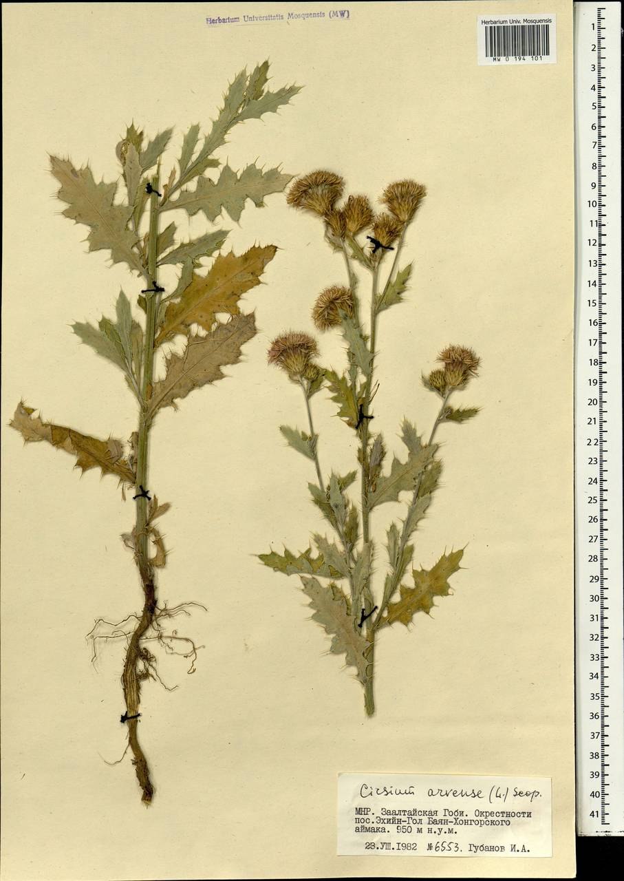 Молочай лозный формула цветка