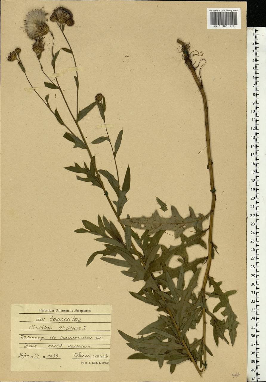 Бодяк Абхазский