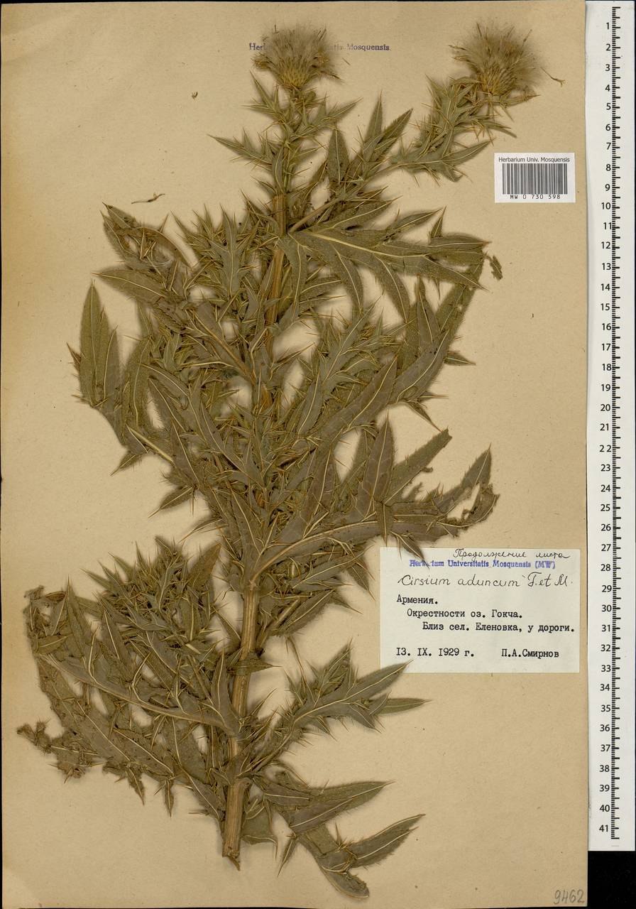 Бодяк обыкновенный корневая система