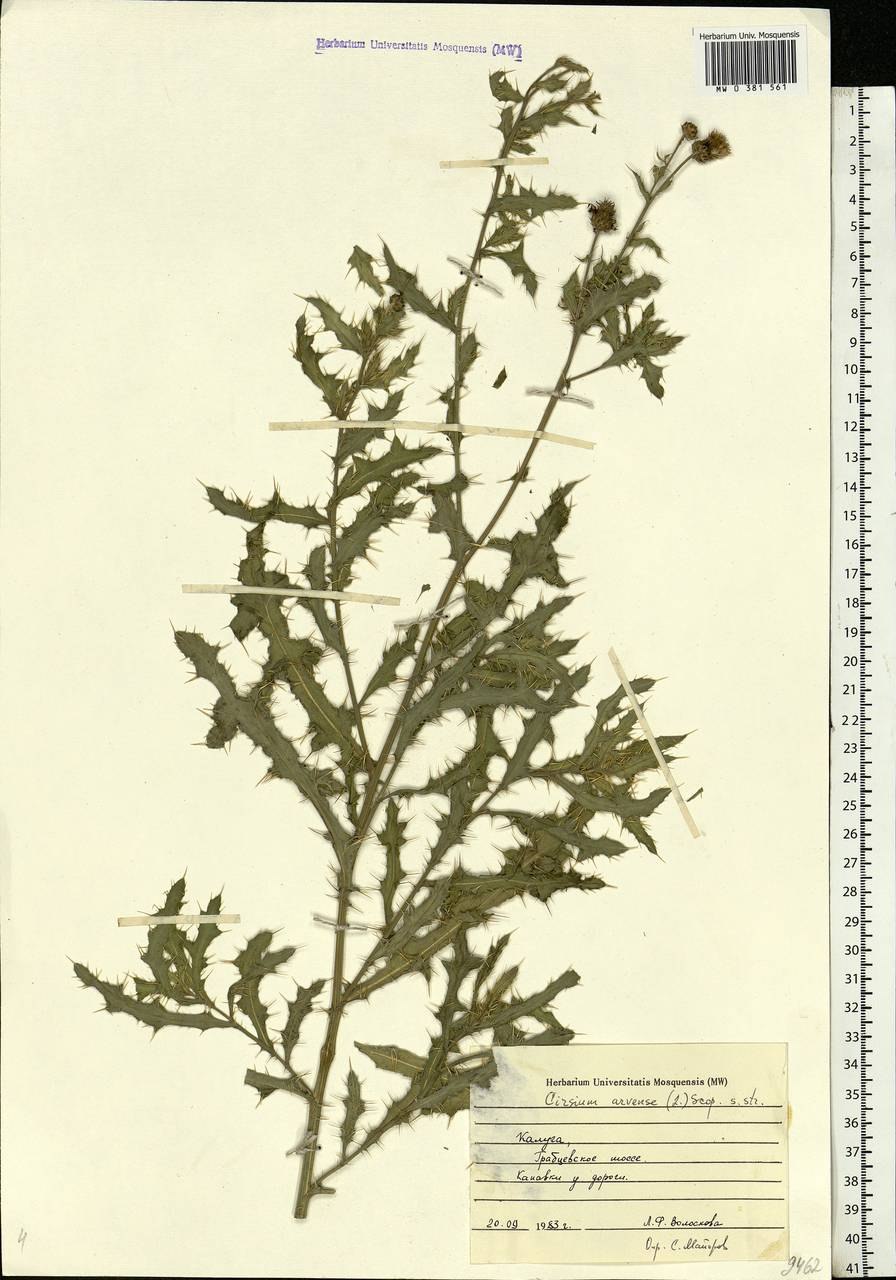 Бодяк щетинистый гербарий