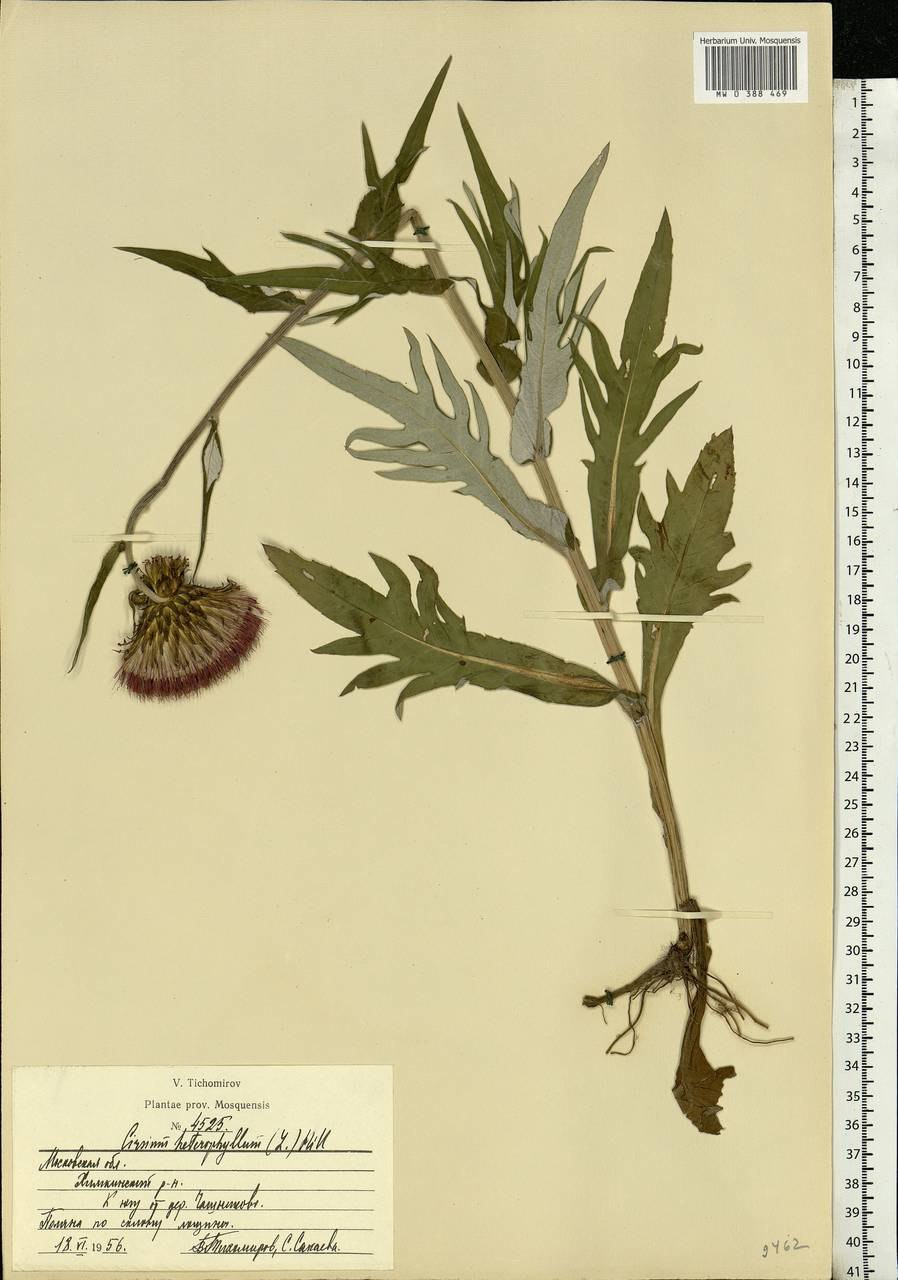 Татарник колючий чертополох