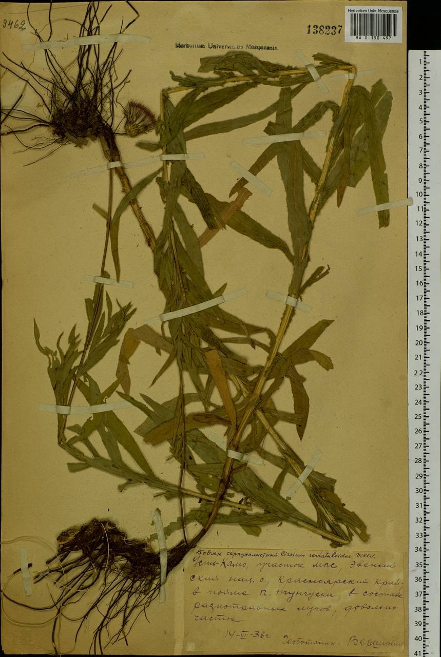 Тригонокариум окутанный