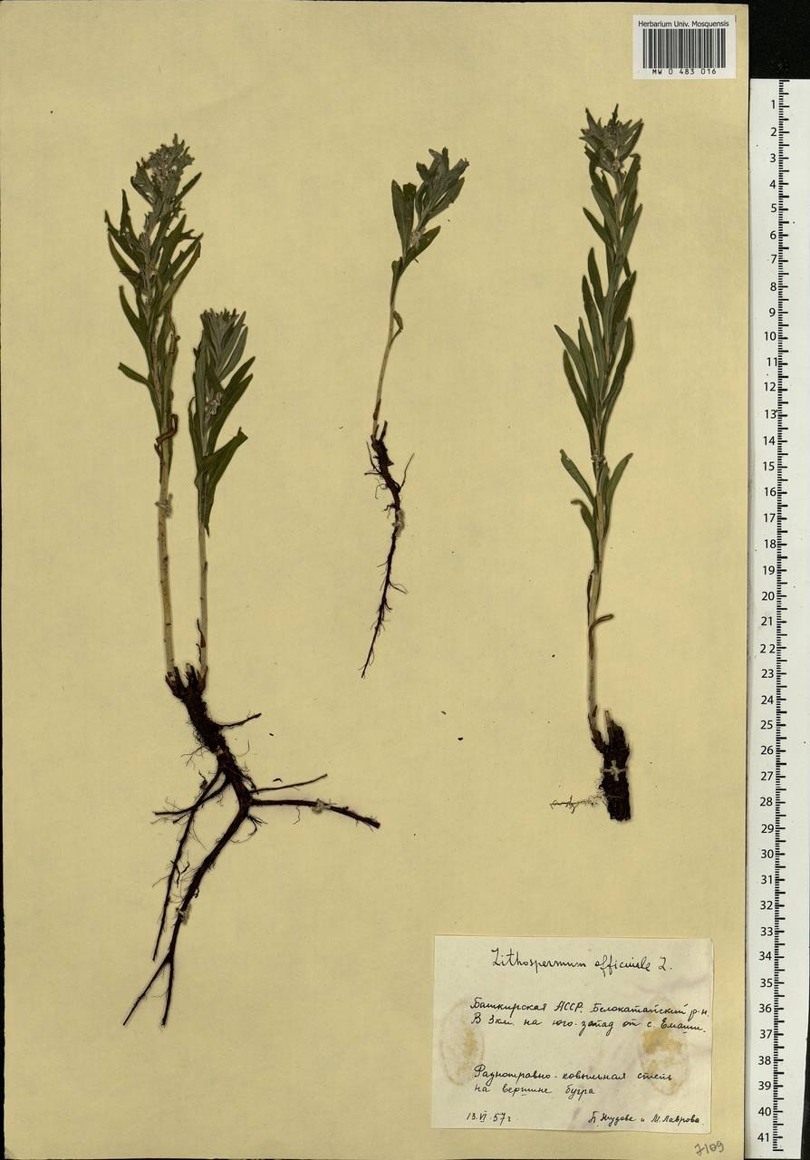 Воробейник полевой медонос