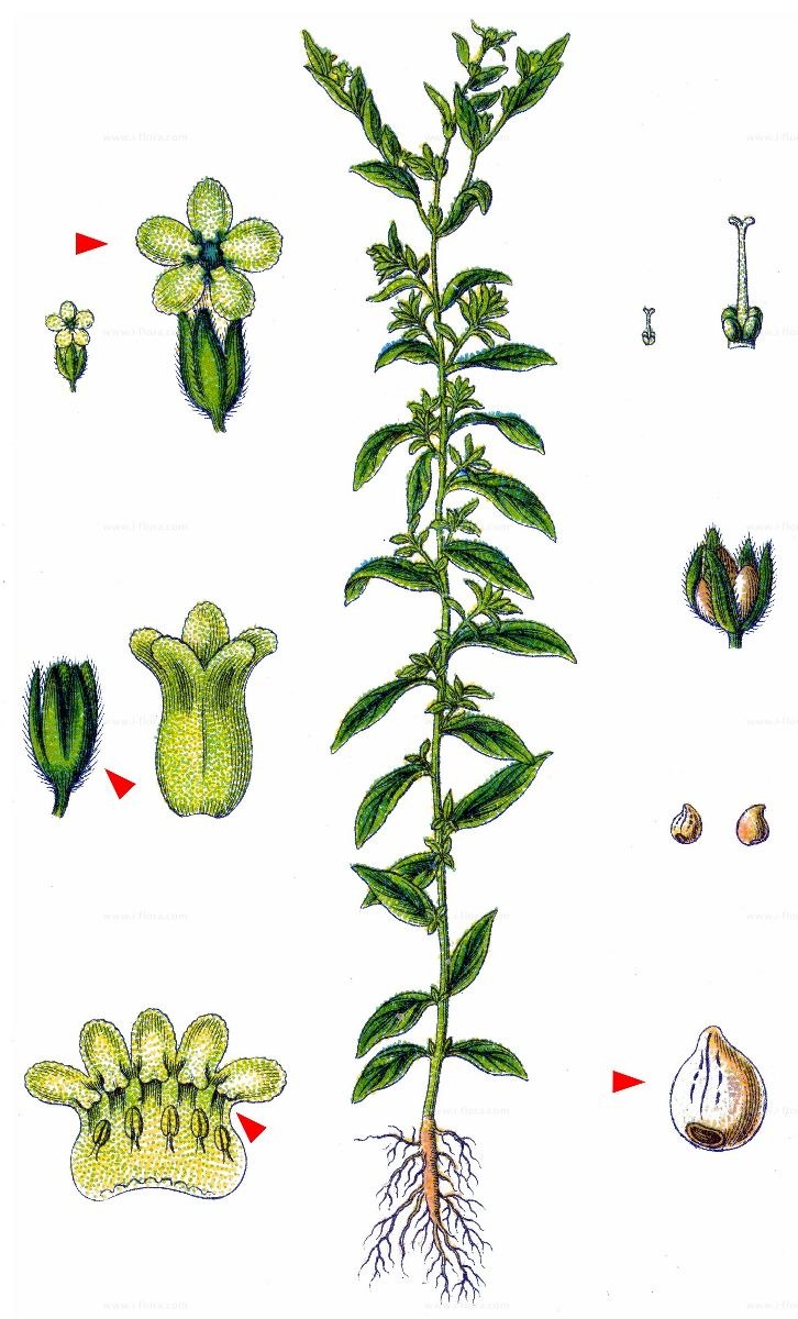 Эгонихон пурпурно-голубой, Воробейник