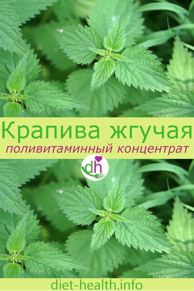 Листья крапивы двудомной