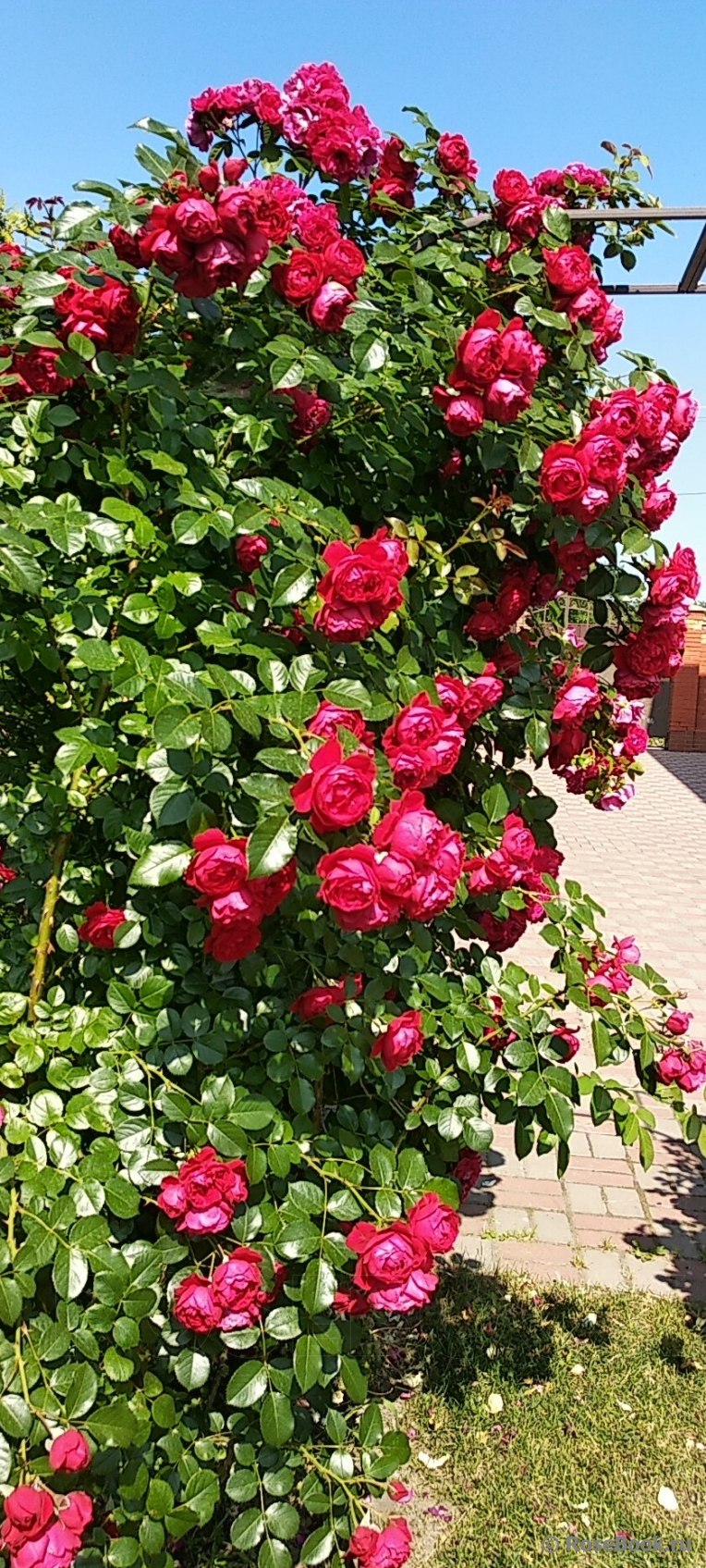 Роза Флорентина энциклопедия роз