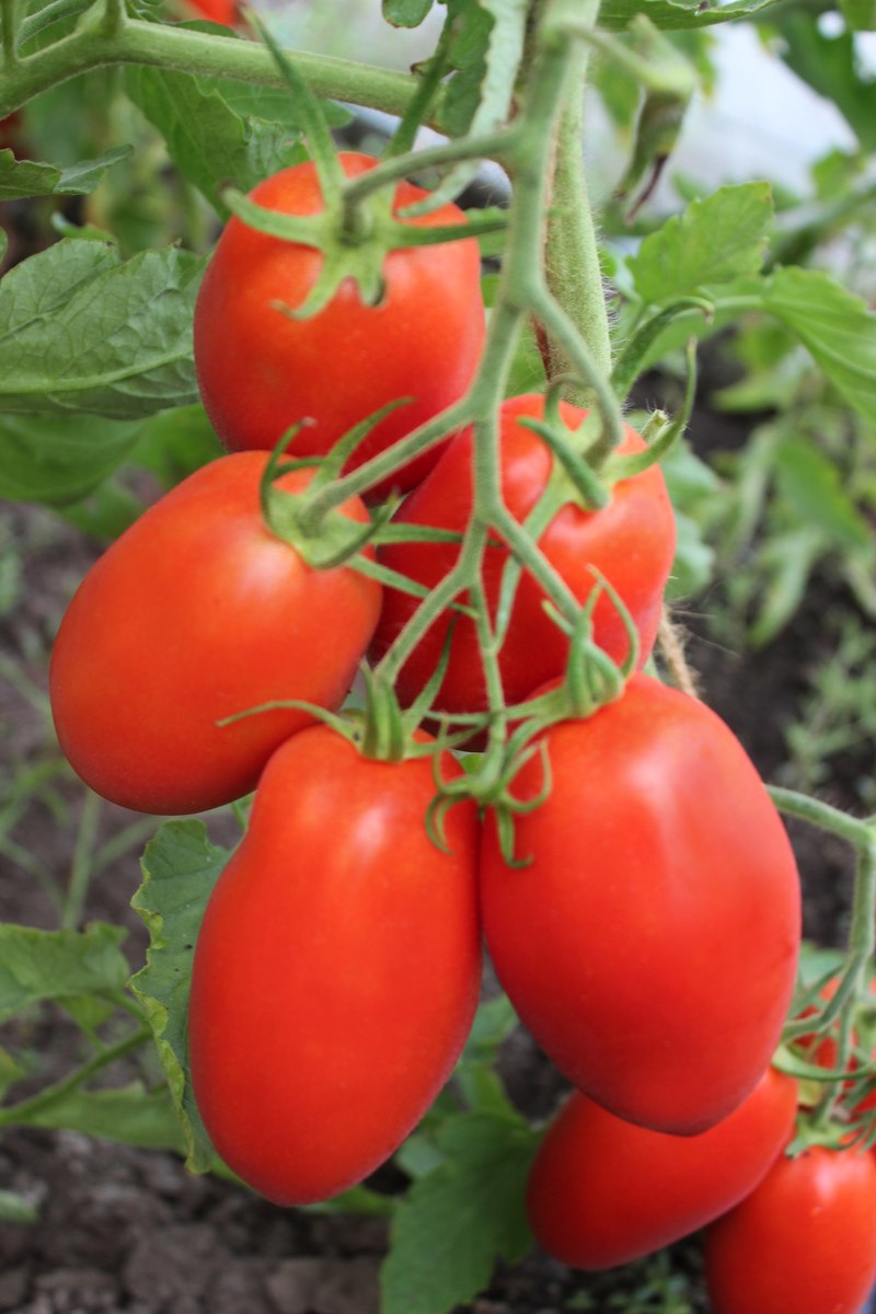 Евросемена томат