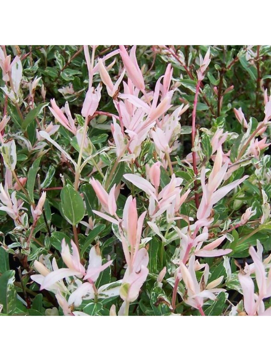 Спирея тор и Ива Хакуро нишики