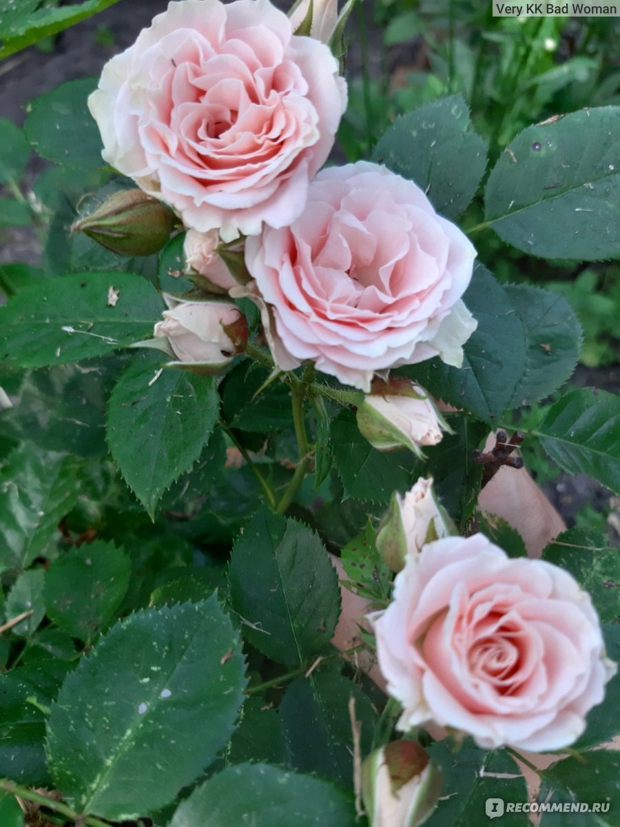 Роза Классик Лидия