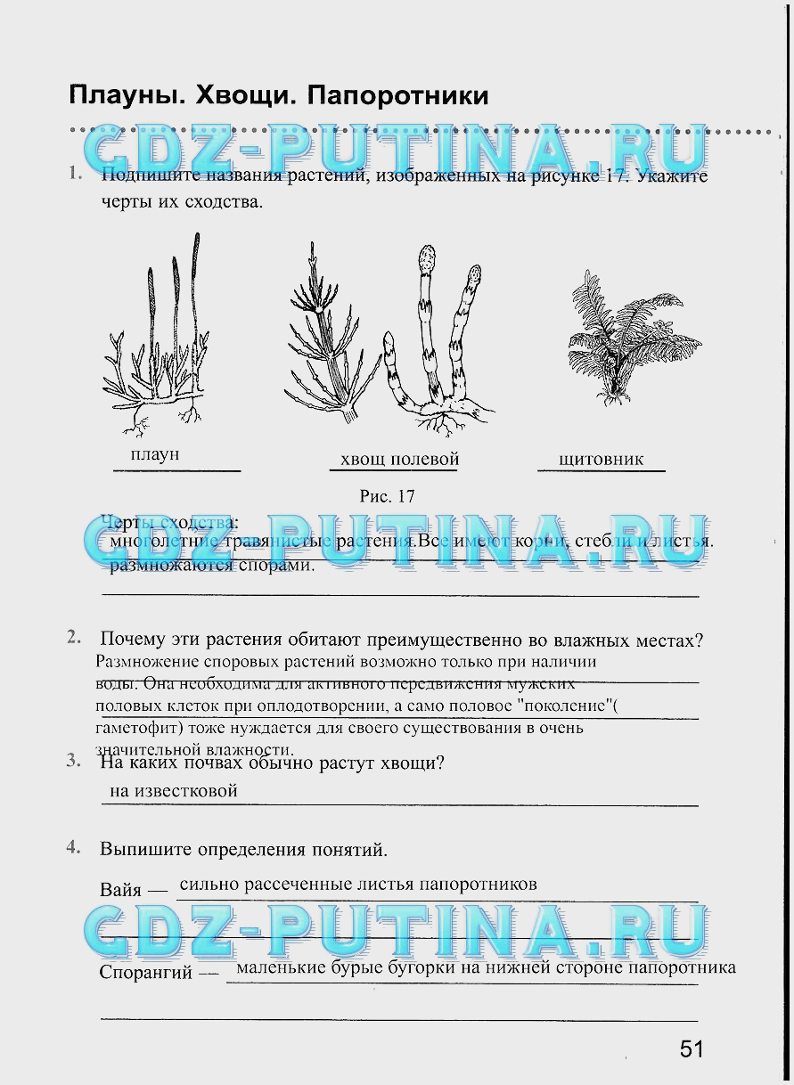 Сравнительная характеристика папоротников хвощей и плаунов