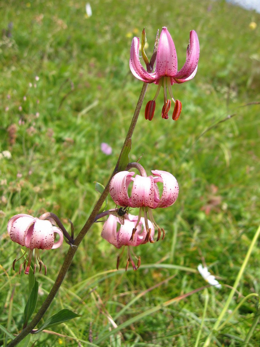 Мартагоны в саду