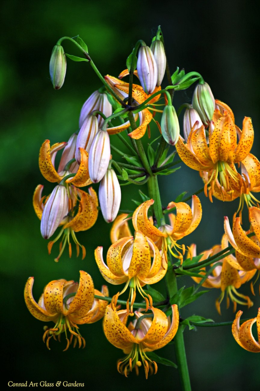 Лилия Гвинея Голд на белом фоне