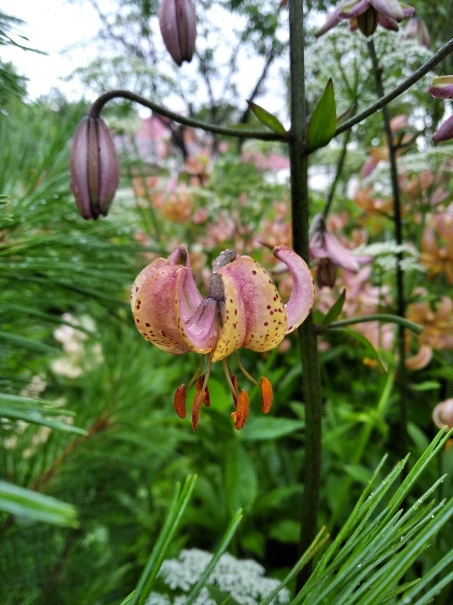 Лилия мартагон марун Кинг