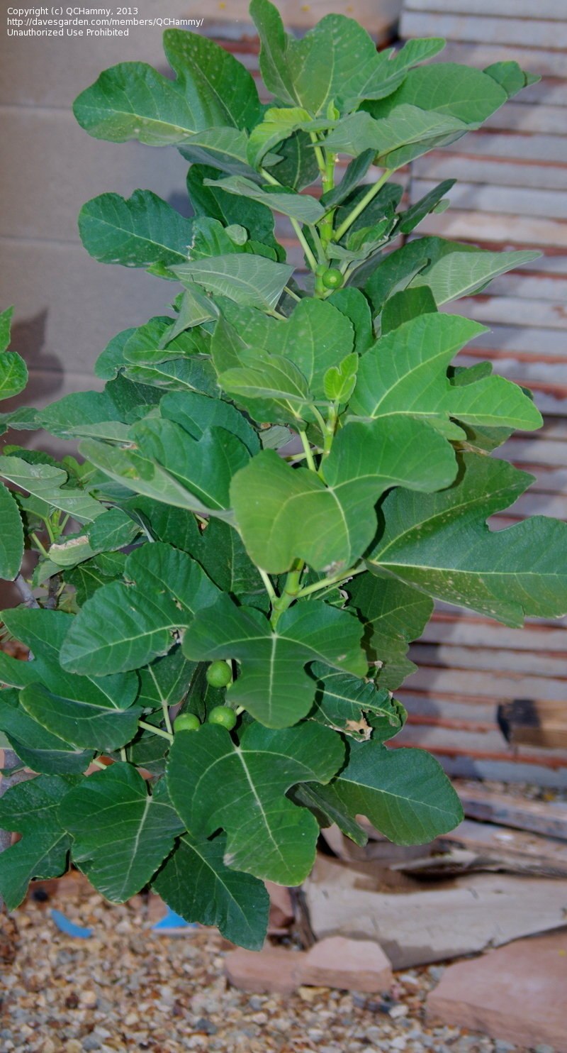 Инжир смоковница