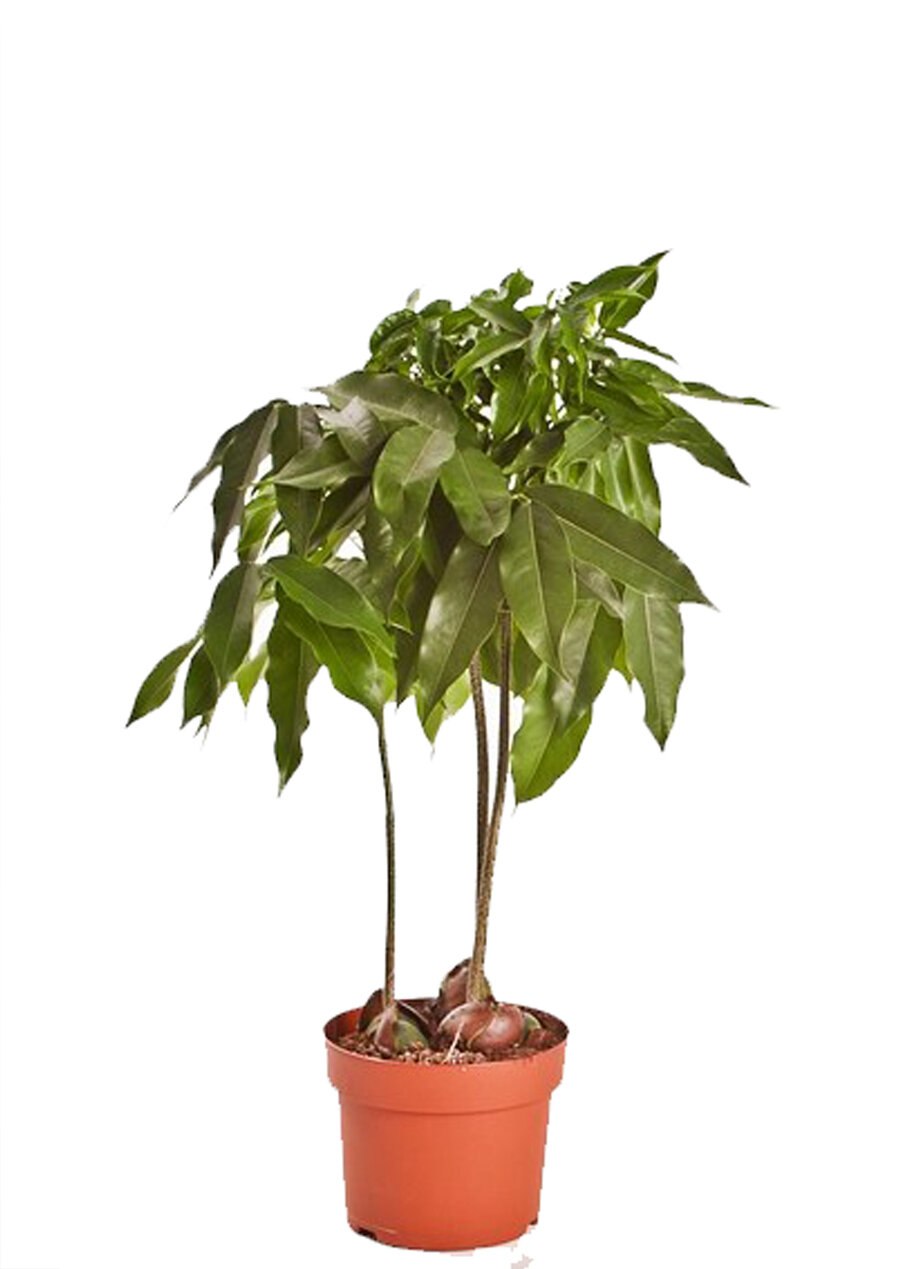 Каштаноспермум австралийский