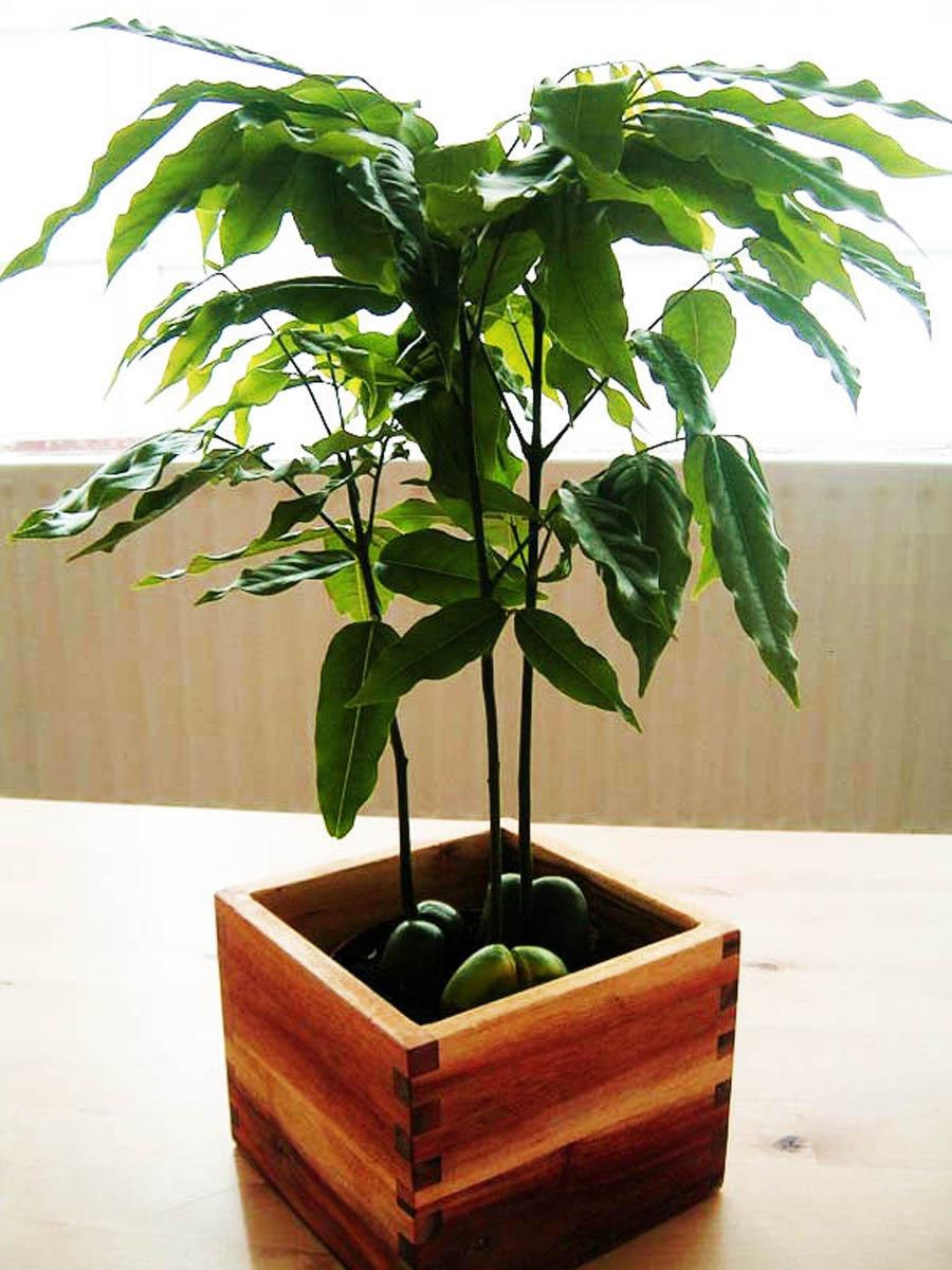 Кастаноспермум (комнатный каштан)