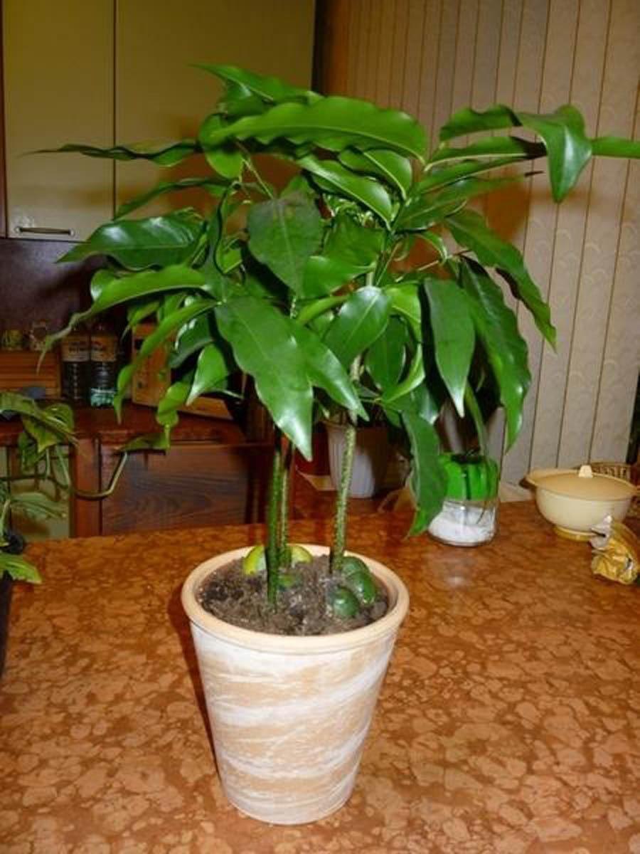 Орех маньчжурский (Juglans nigra l.)