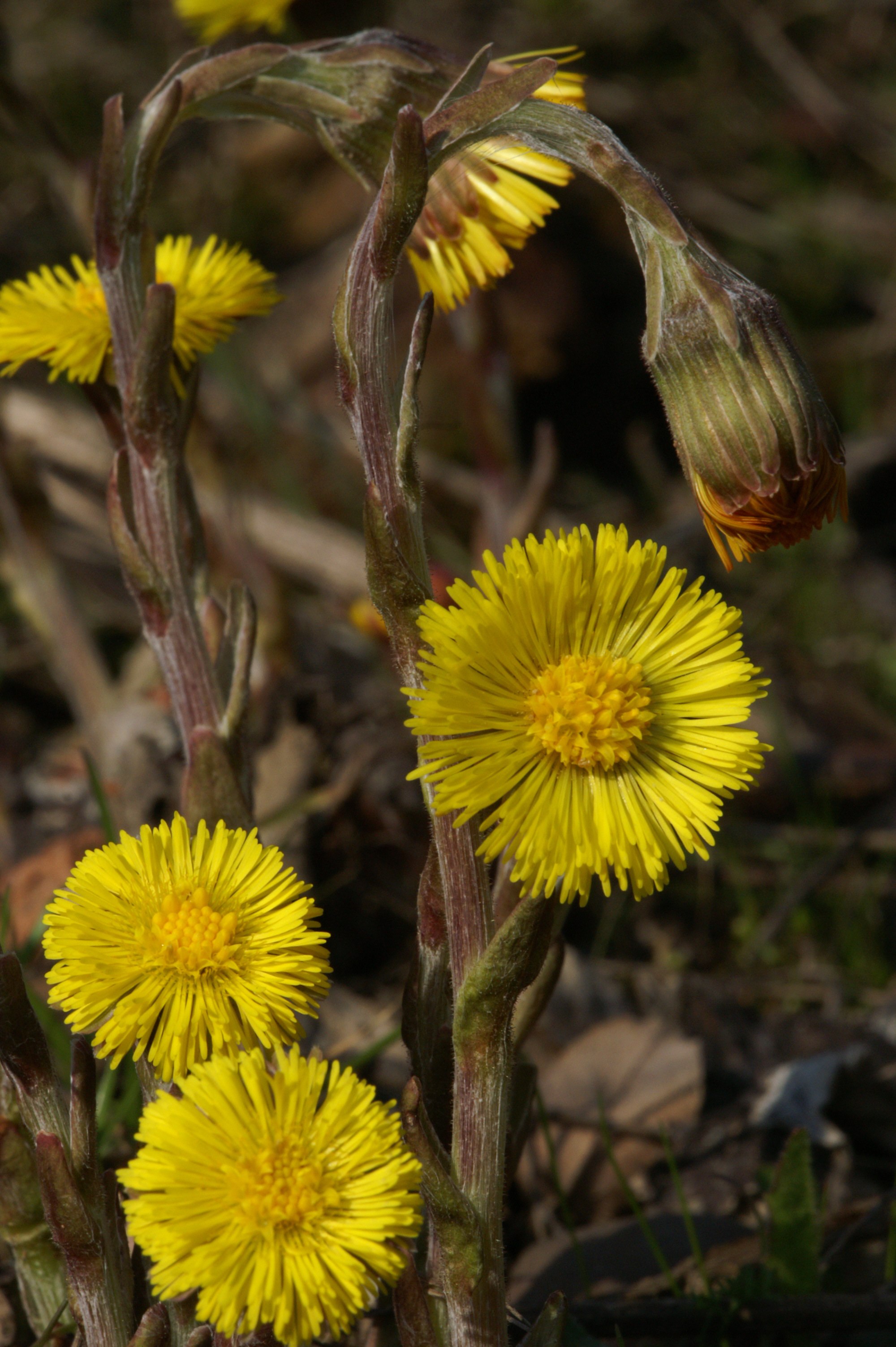 Мачеху крупным планом. Tussilago Farfara растение. Tussilago Farfara сырье. Tussilago Farfara ЛРС. Мать-и-мачеха обыкновенная.