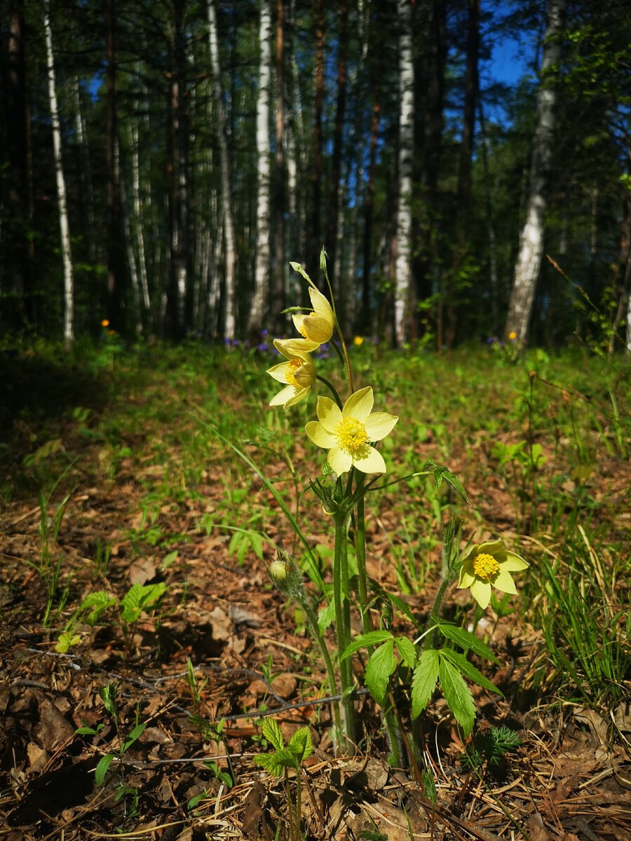 Лесные цветы