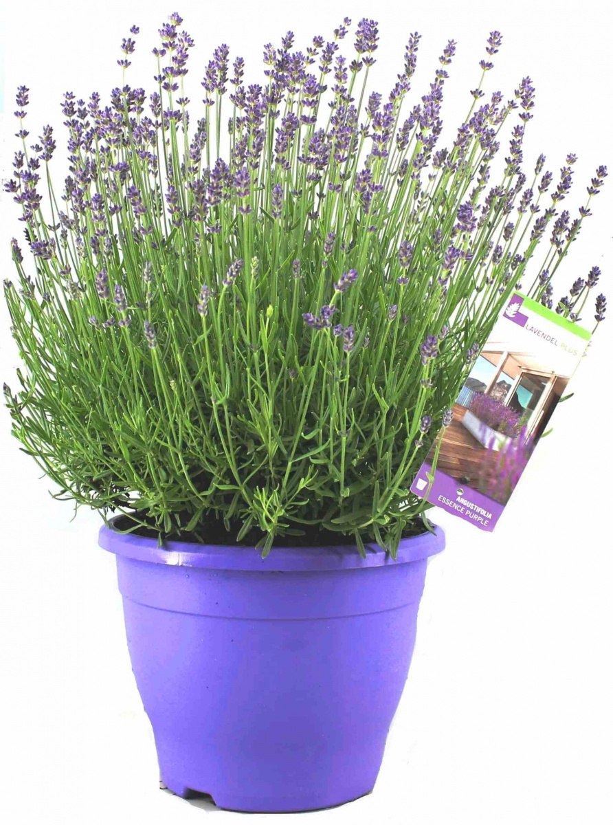 Лаванда узколистная Дварф Блю