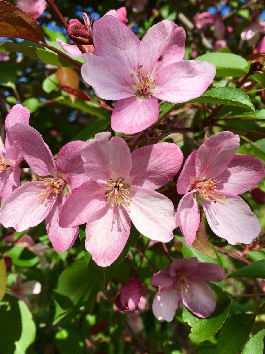 Яблоня "роялти" - Malus "Royalty"