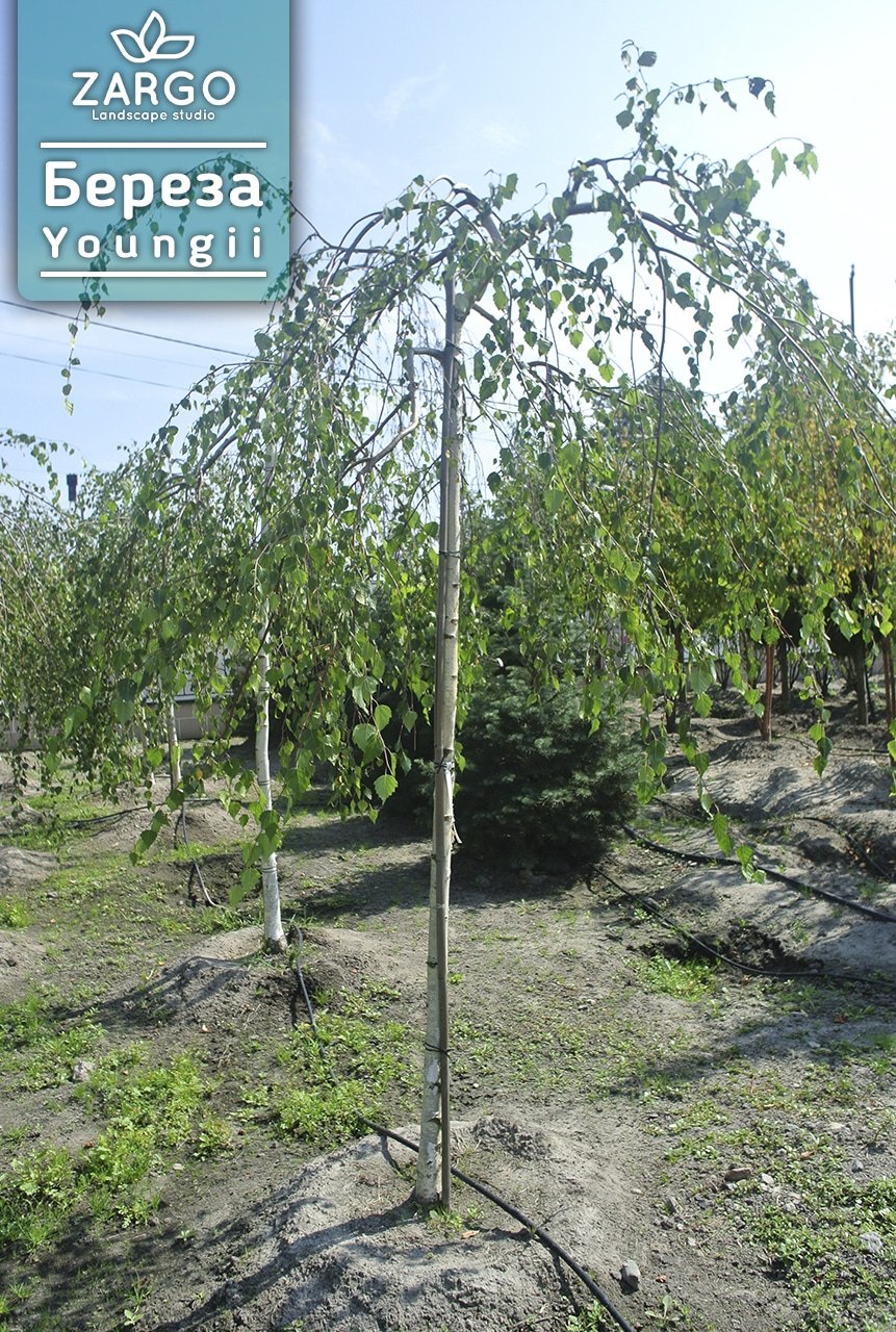 Береза плакучая Лациниата