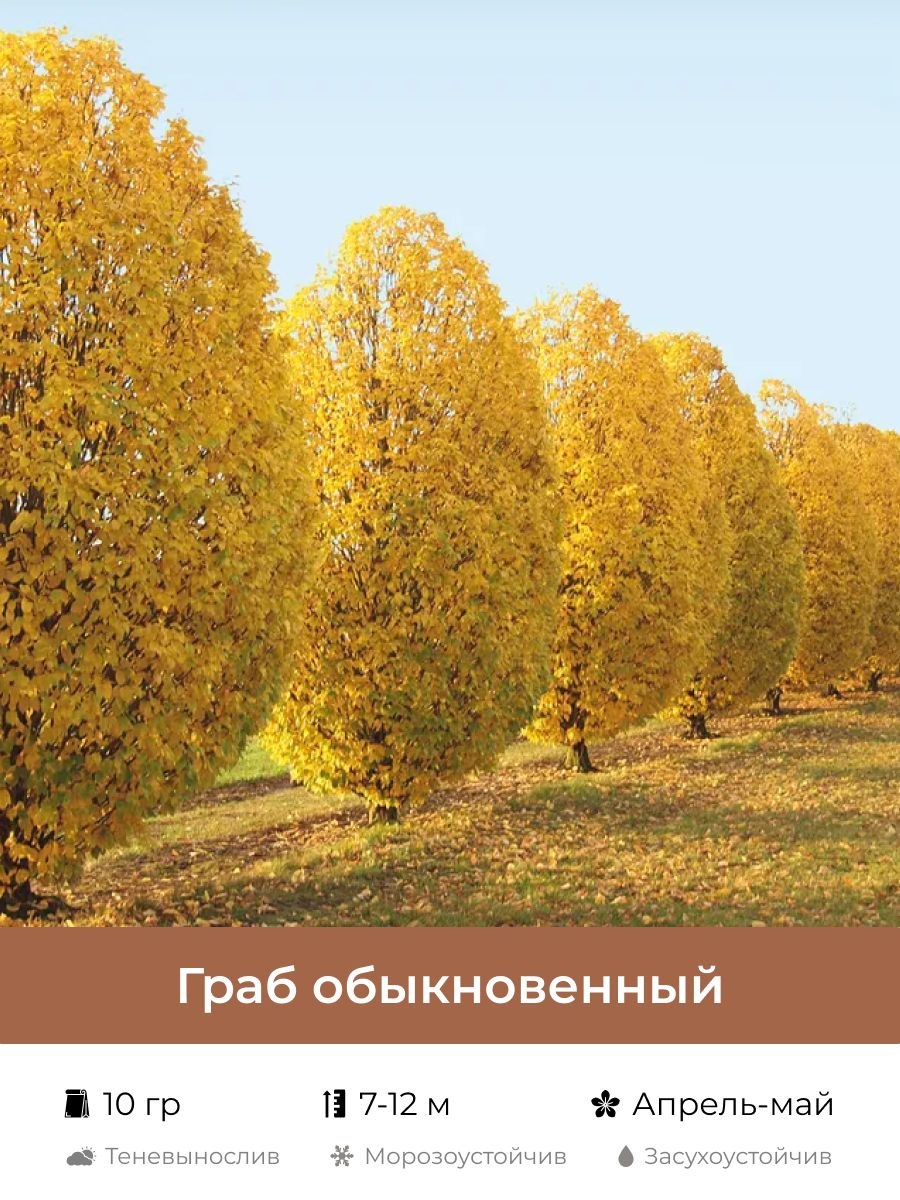 Граб Каролинский