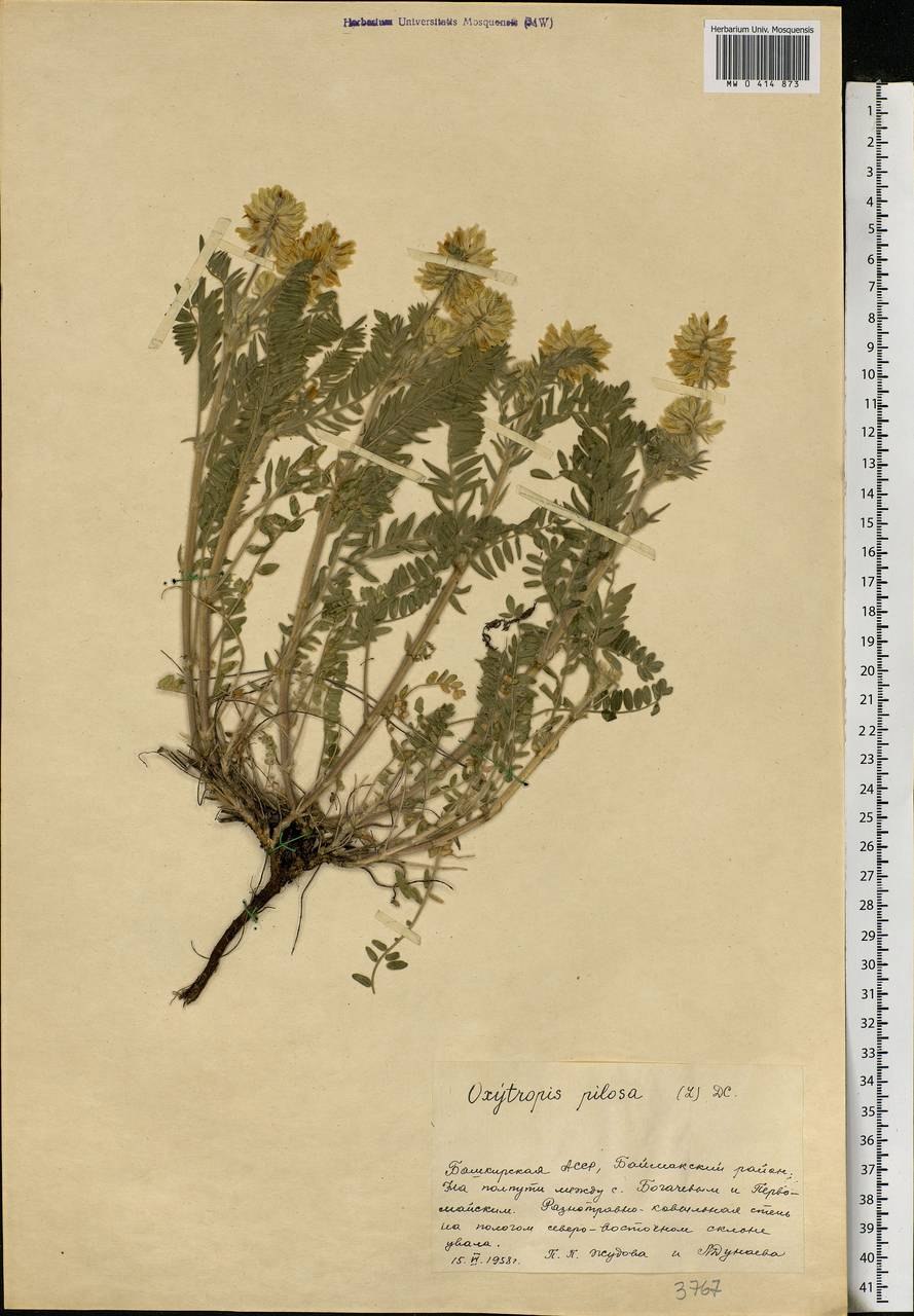 Остролодочник волосистый гербарий