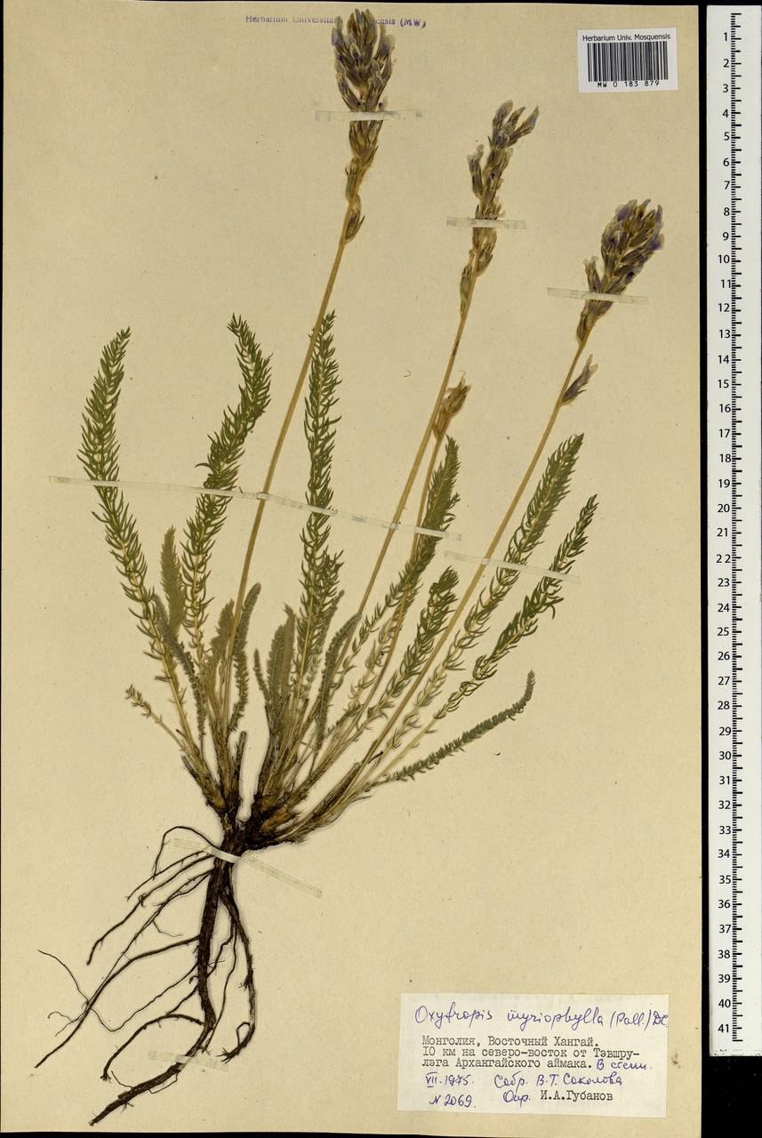 Остролодочник Мартьянова