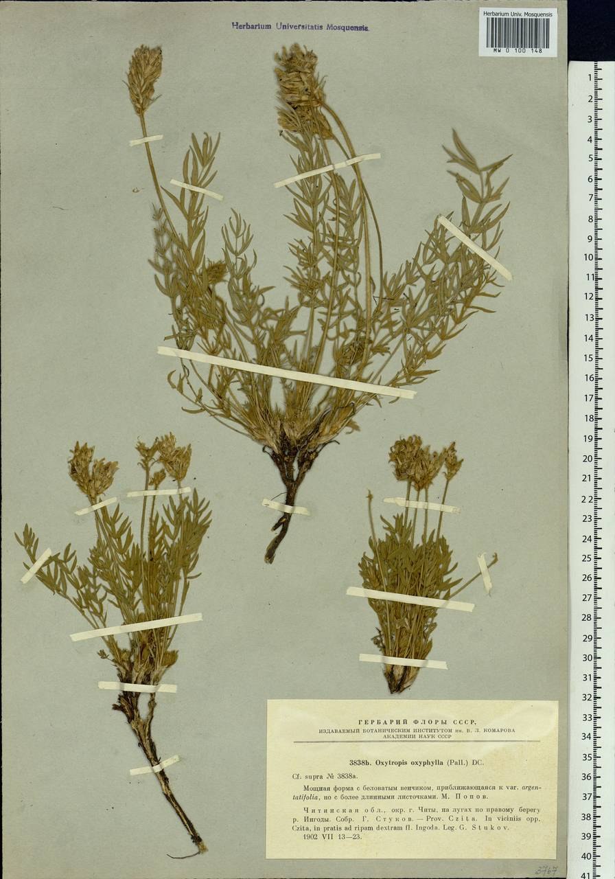 Остролодочник остролистный oxytropis oxyphylla