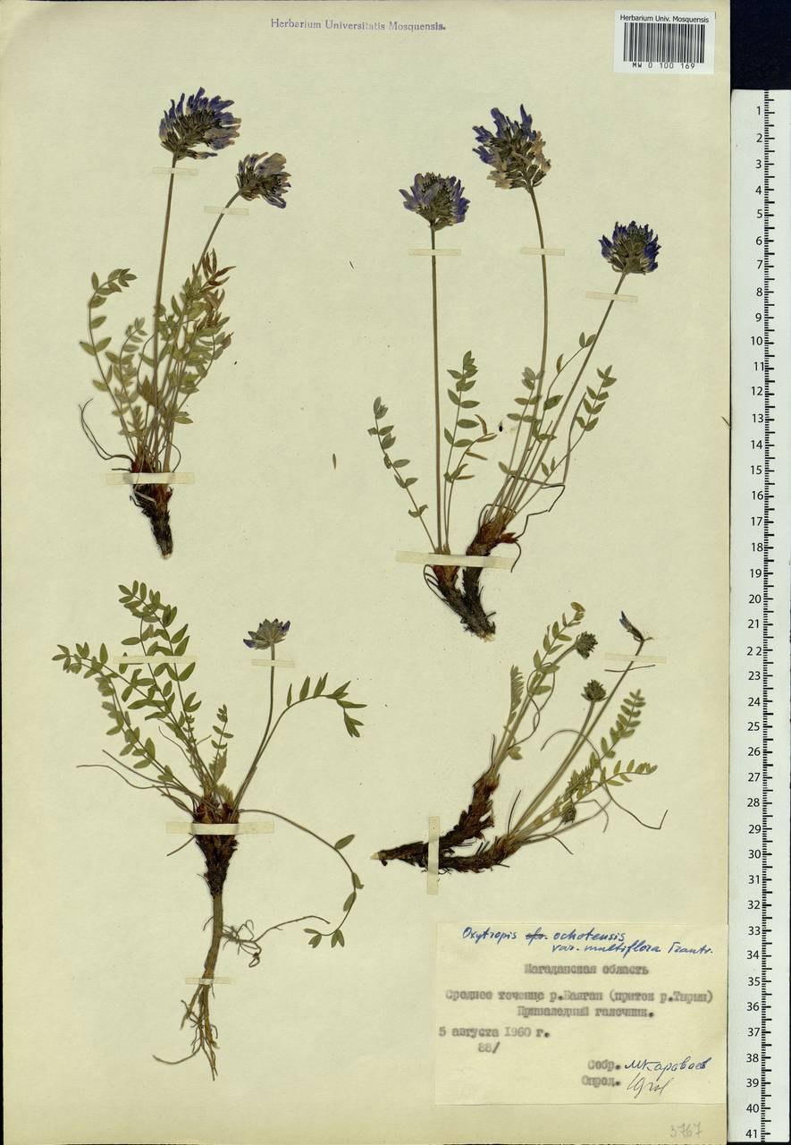 Остролодочник волосистый формула цветка