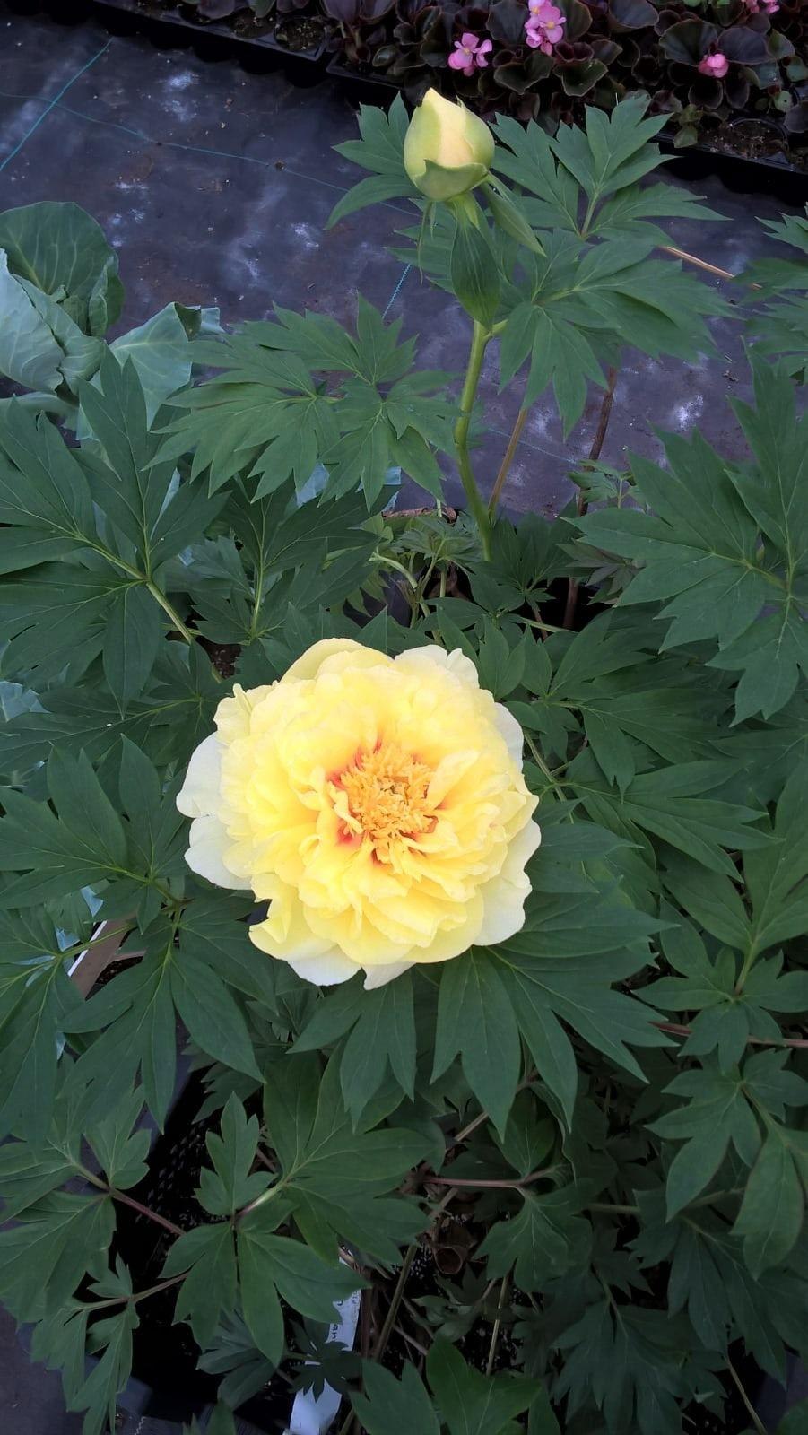 Пион Гарден Треже на клумбе