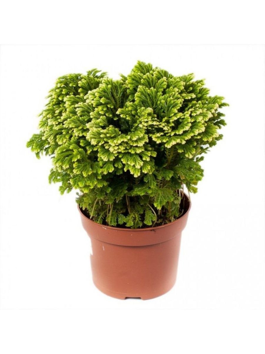 Селагинелла Мартенса