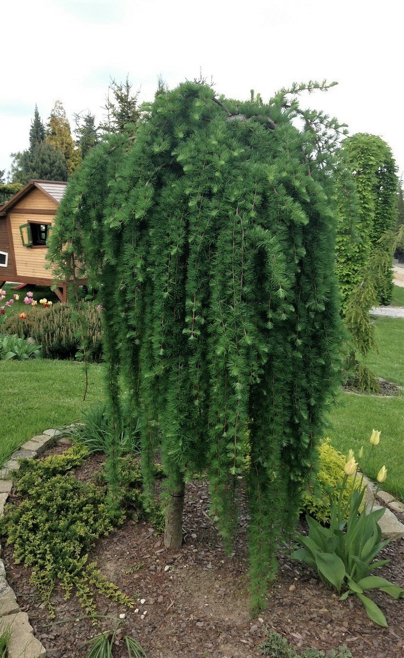 Ива штамбовая Пендула